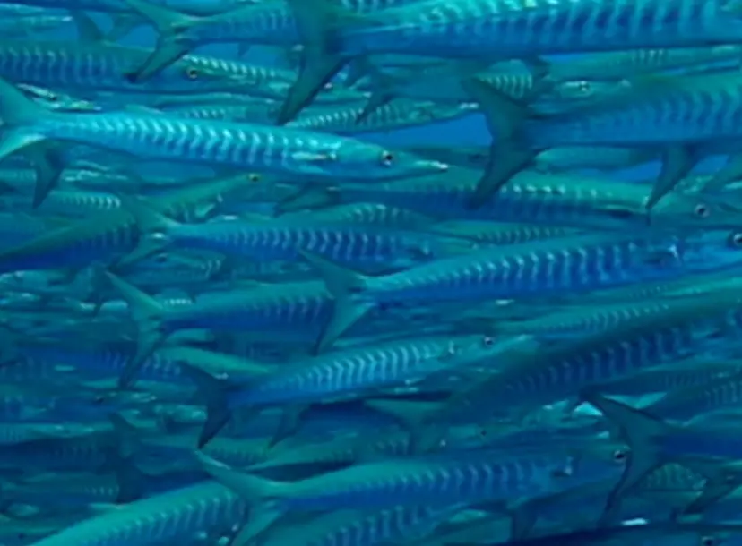 A shoal of blue fish on a screen