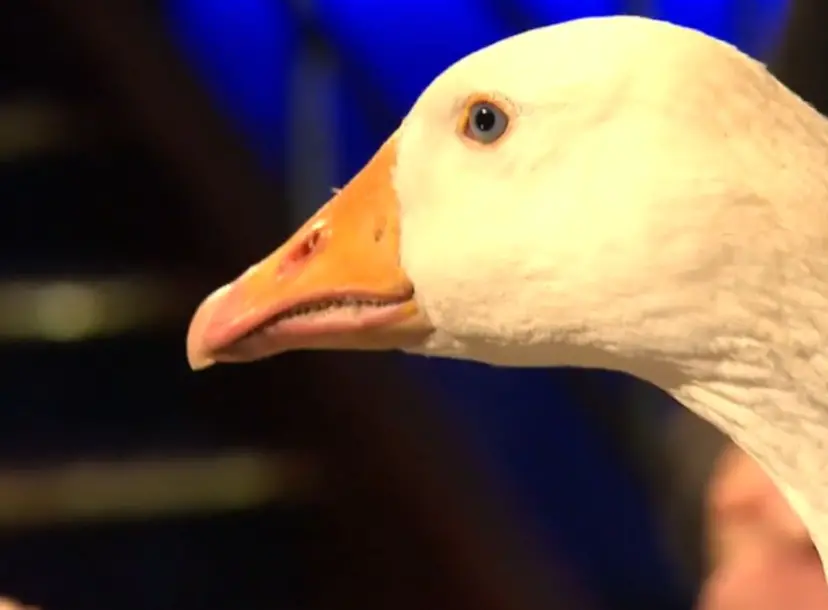 A white duck 
