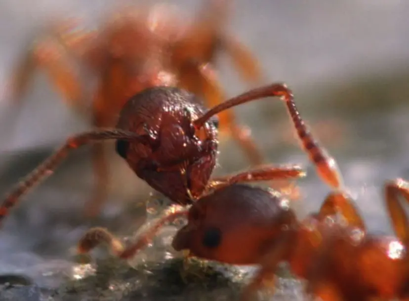 A close-up of two ants