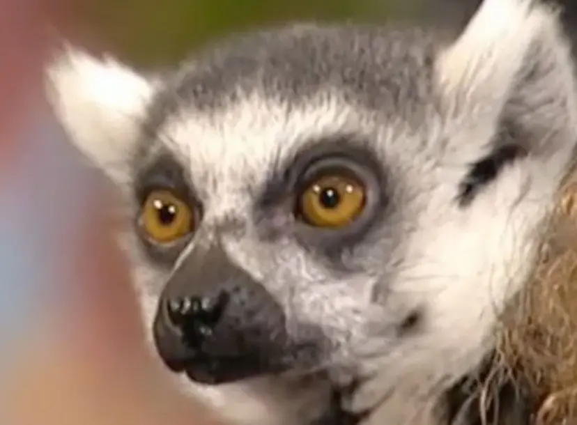 A close-up of a lemur's face