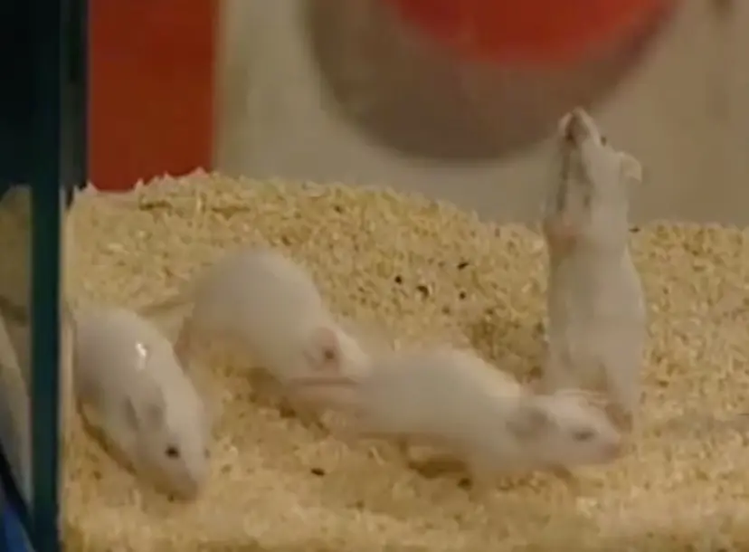 4 white mice in a cage