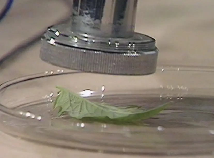 A still from the 1979 CHRISTMAS LECTURE