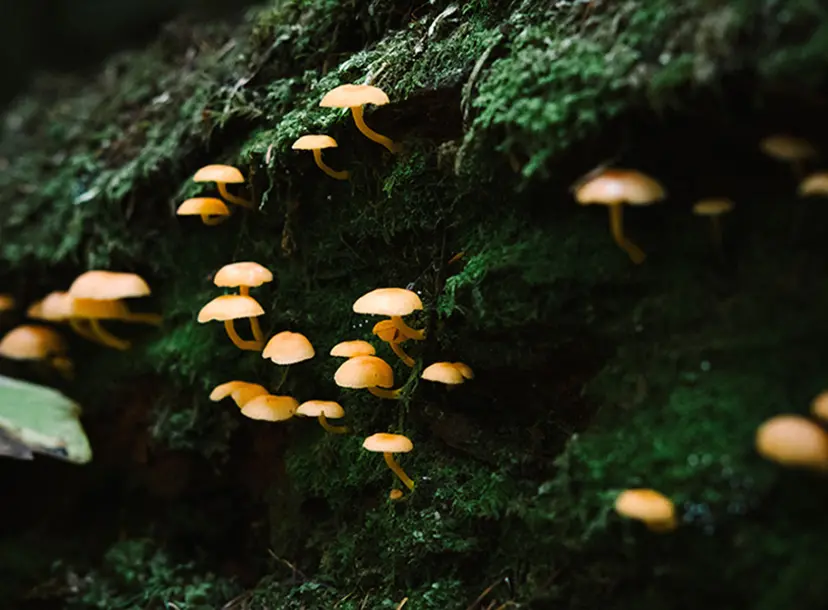 Little fungi growing on the side of a mossy tree