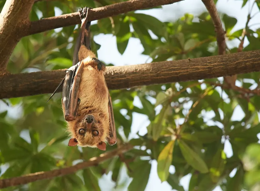 Acerodon celebensis, an endangered bat species