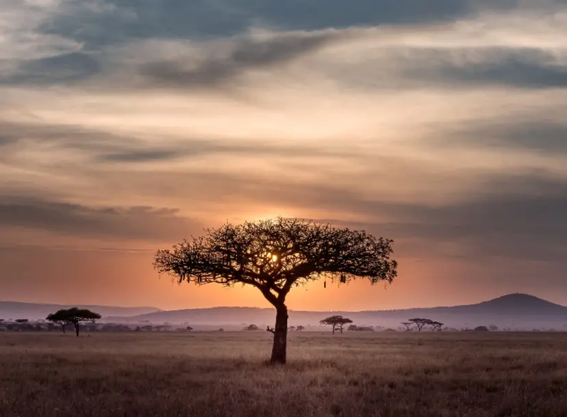 Sunset in the Serengeti