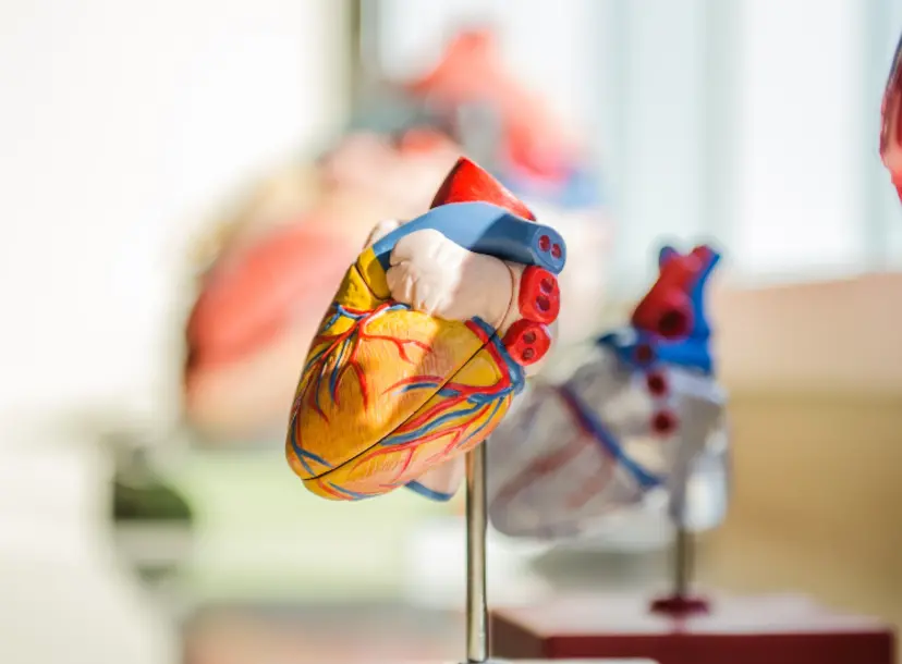 A model of a heart on a metal stand. In the background, out of focus, are many other heart models in the distance.