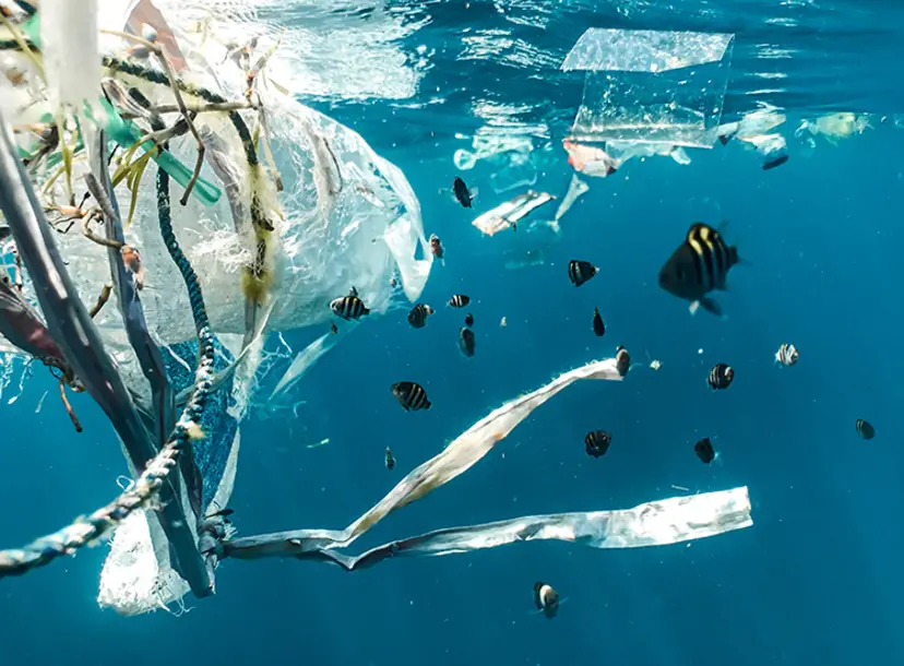 A school of small yellow and black fish swimming among strips of plastic rubbish tangled in ropes.
