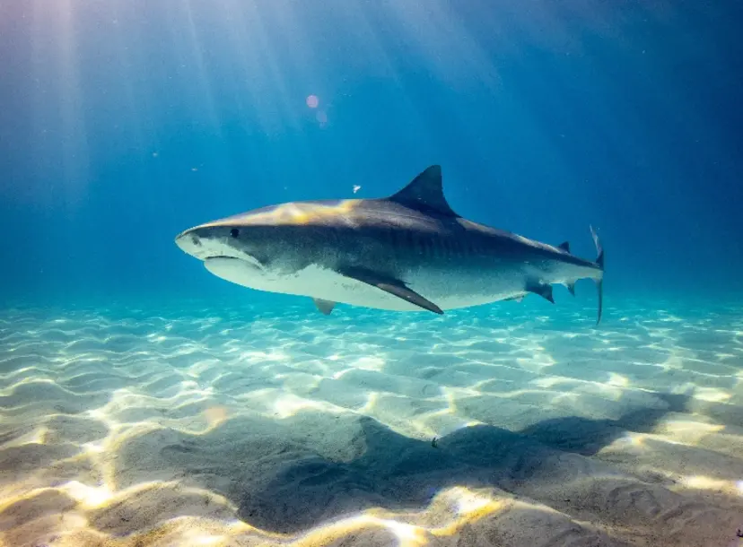 A photo of a shark floating over the sea bed in the sea