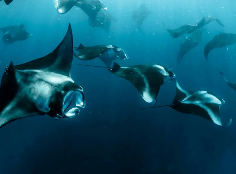 A group of manta rays swimming in ocean.