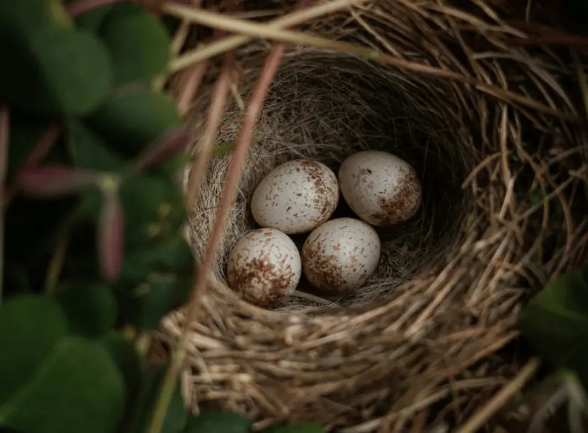 Eggs of a bird in a nest.