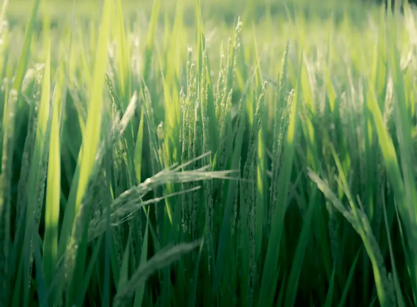 Growing rice crop.