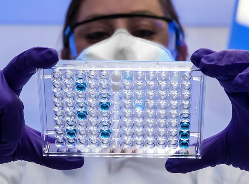 A scientist reviewing a plate with serological test samples.