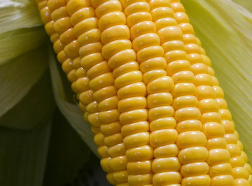 An ear of corn showing the pattern of growth of the kernels