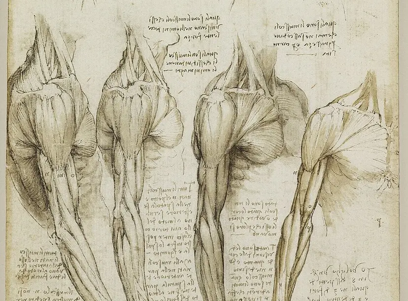 Anatomical drawing of human arm muscles