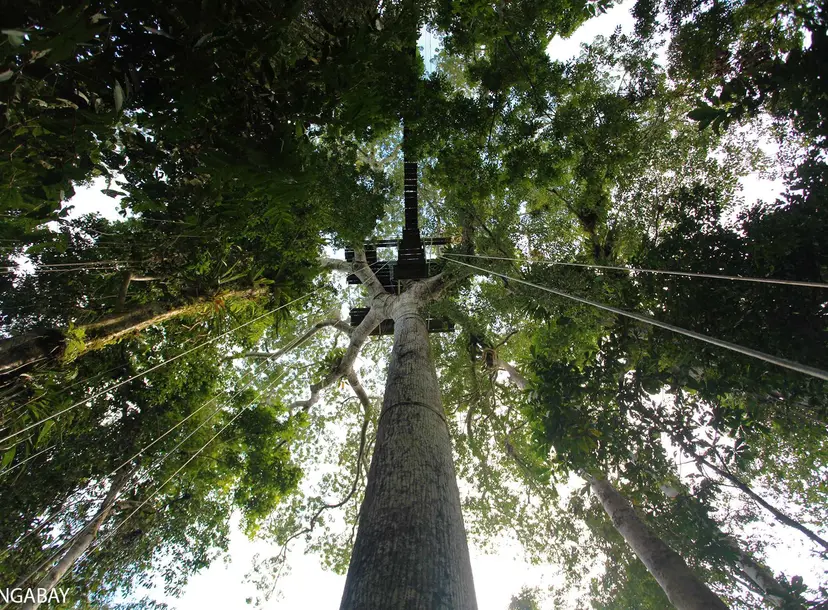 Image of ropes ascending into treetops
