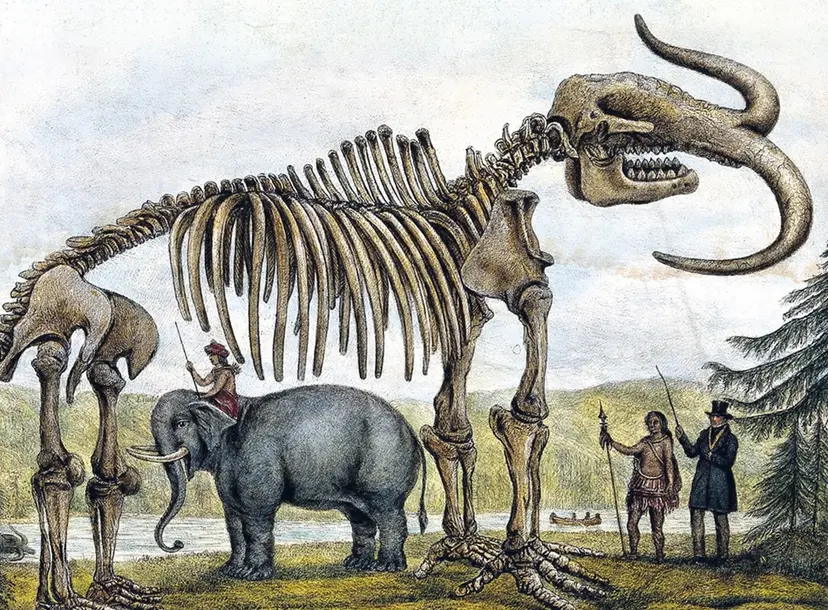 Mamouth skeletons
