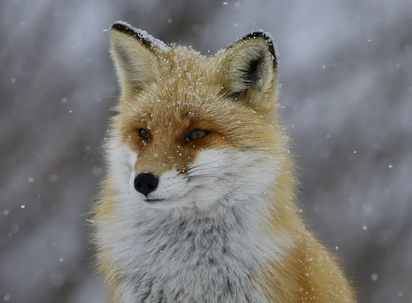 Close up of a fox in the snow