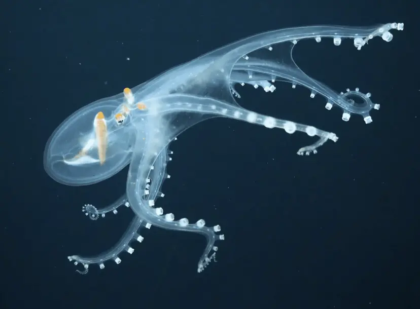 A glass octopus