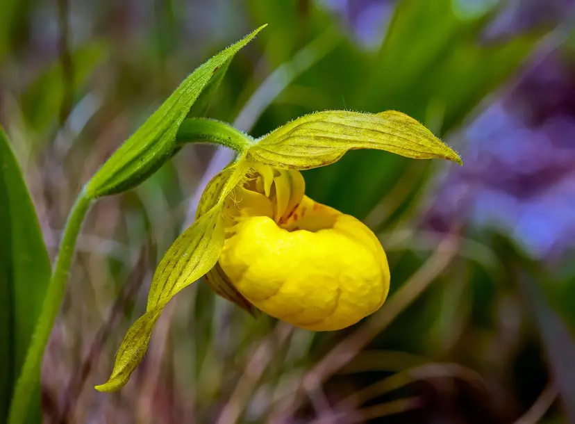 A picture of a yellow Lady's slipper orchid. 
