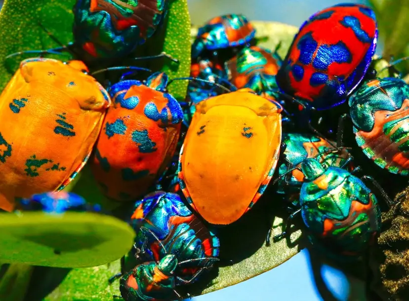 Colourful insects on a leaf
