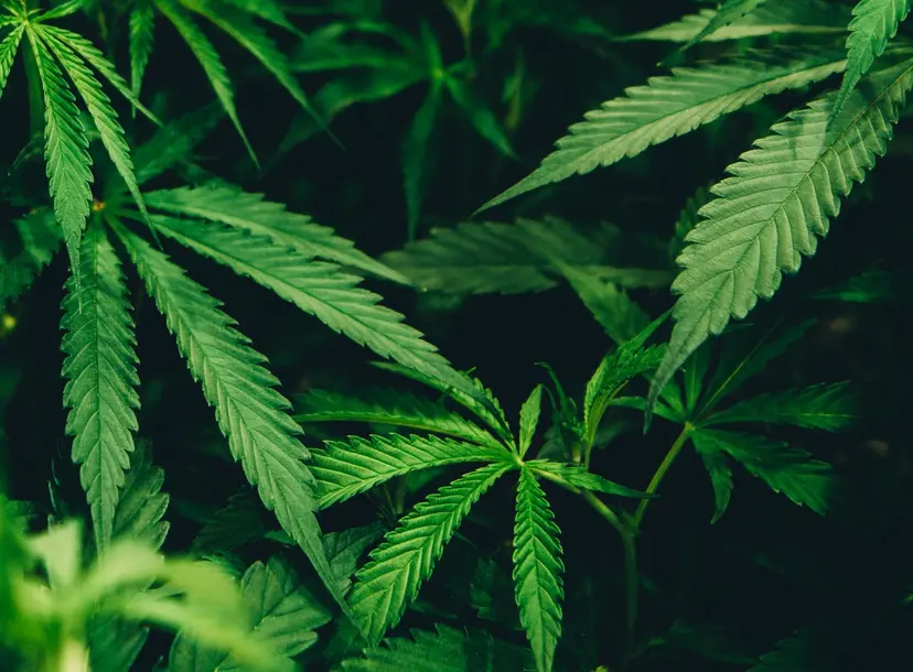 A close up shot of cannabis leaves.
