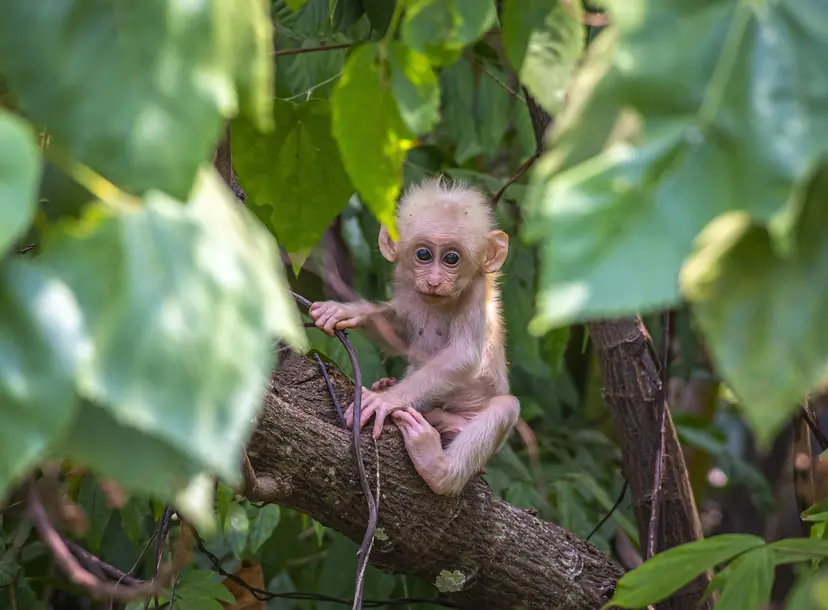 Baby monkey high in the Rainforest canopy