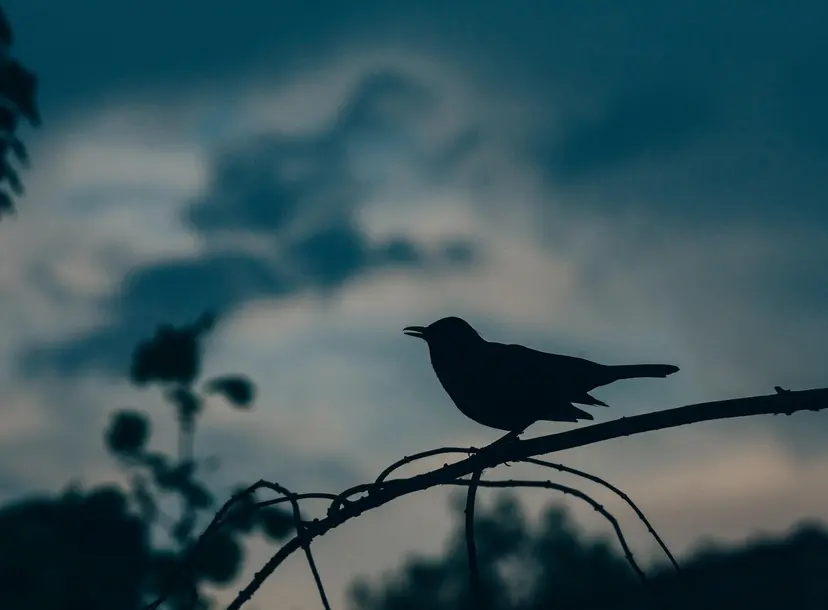 A bird at sunset