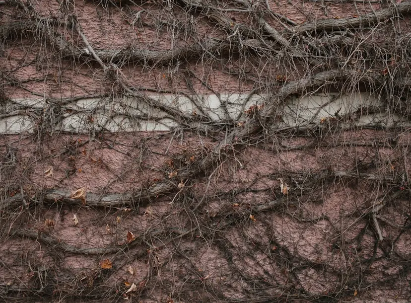 Roots and soil underground