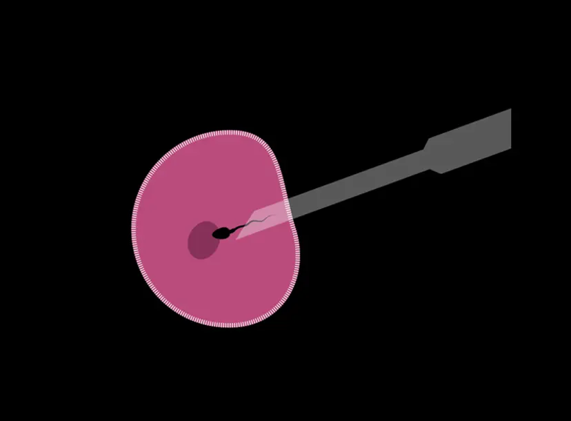 A drawing of an egg being pierced by a needle.