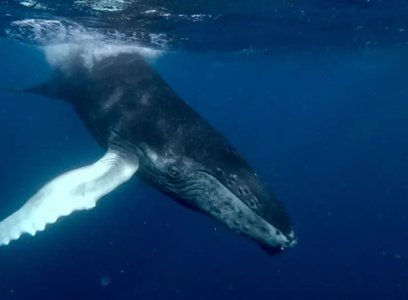A whale diving into the water
