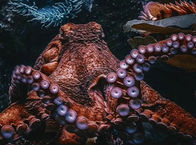 A red octopus lies on the bottom of the sea with its eyes closed. 