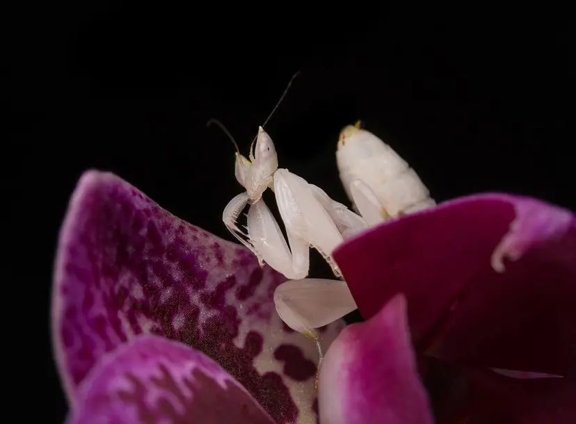 The orchid mantis resting on an orchid flower