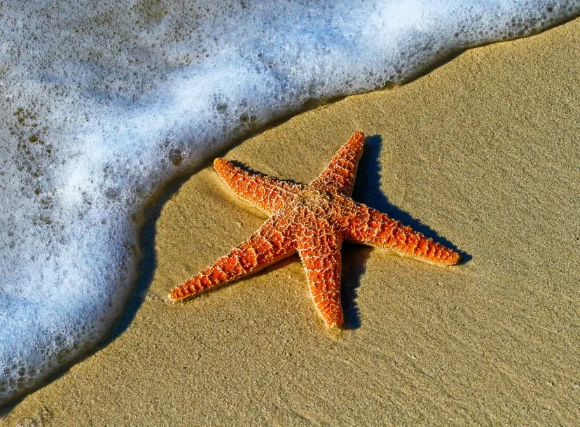 an orange starfish is next to a wave on a beach.