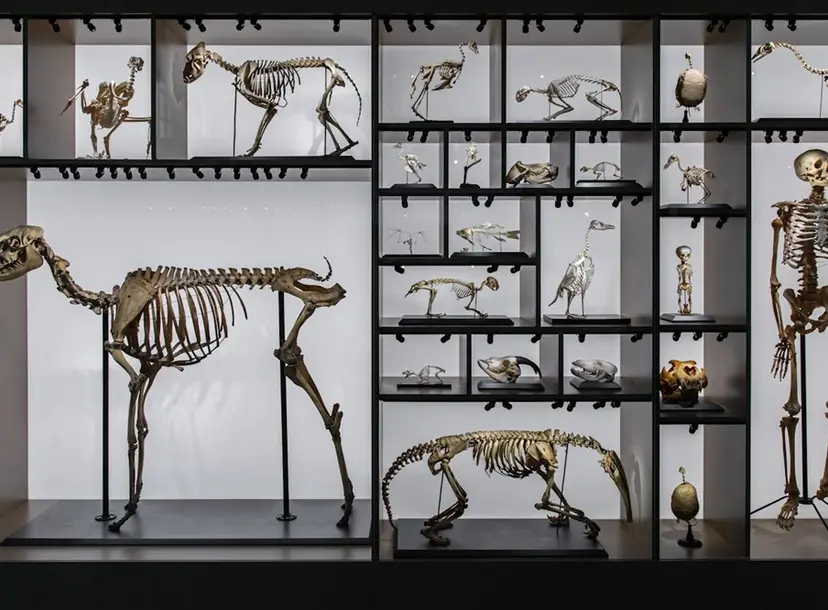 Curiosity cupboard of various animals skeletons