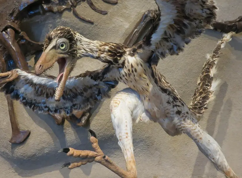 extinct bird representation