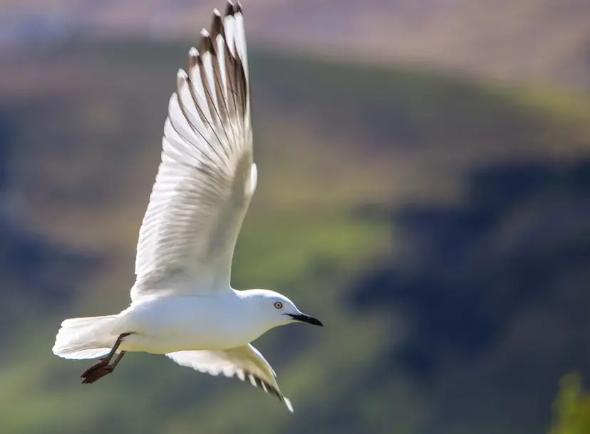 a bird flies through the sky