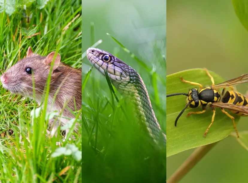 A photo of a rat, a snake and a wasp
