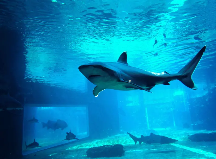 A shark swims inside a tank
