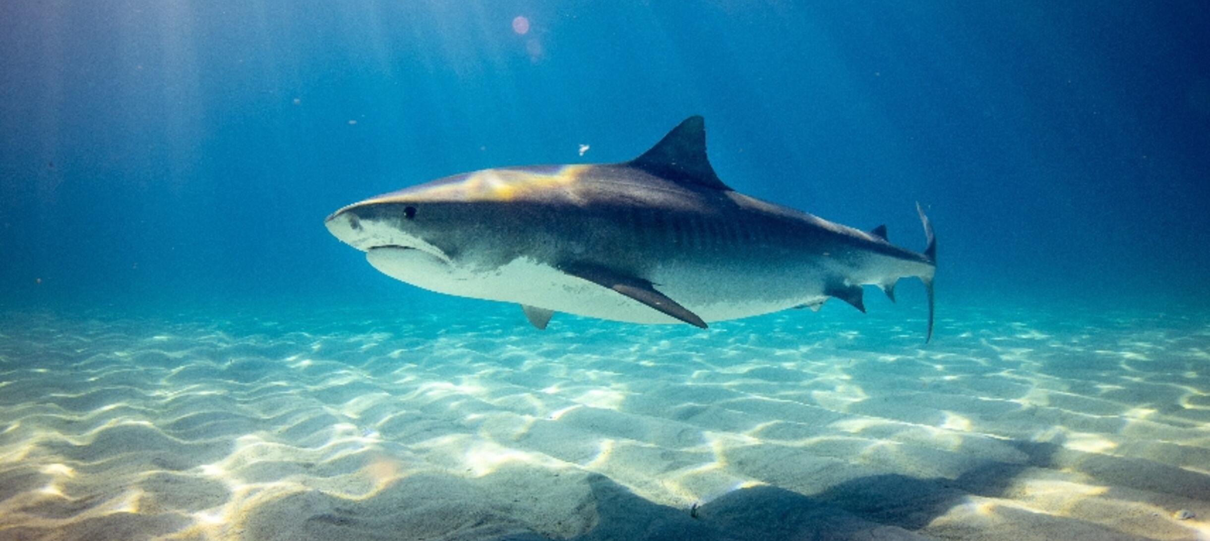 Shark facts: Shark Week starts; here are some interesting facts