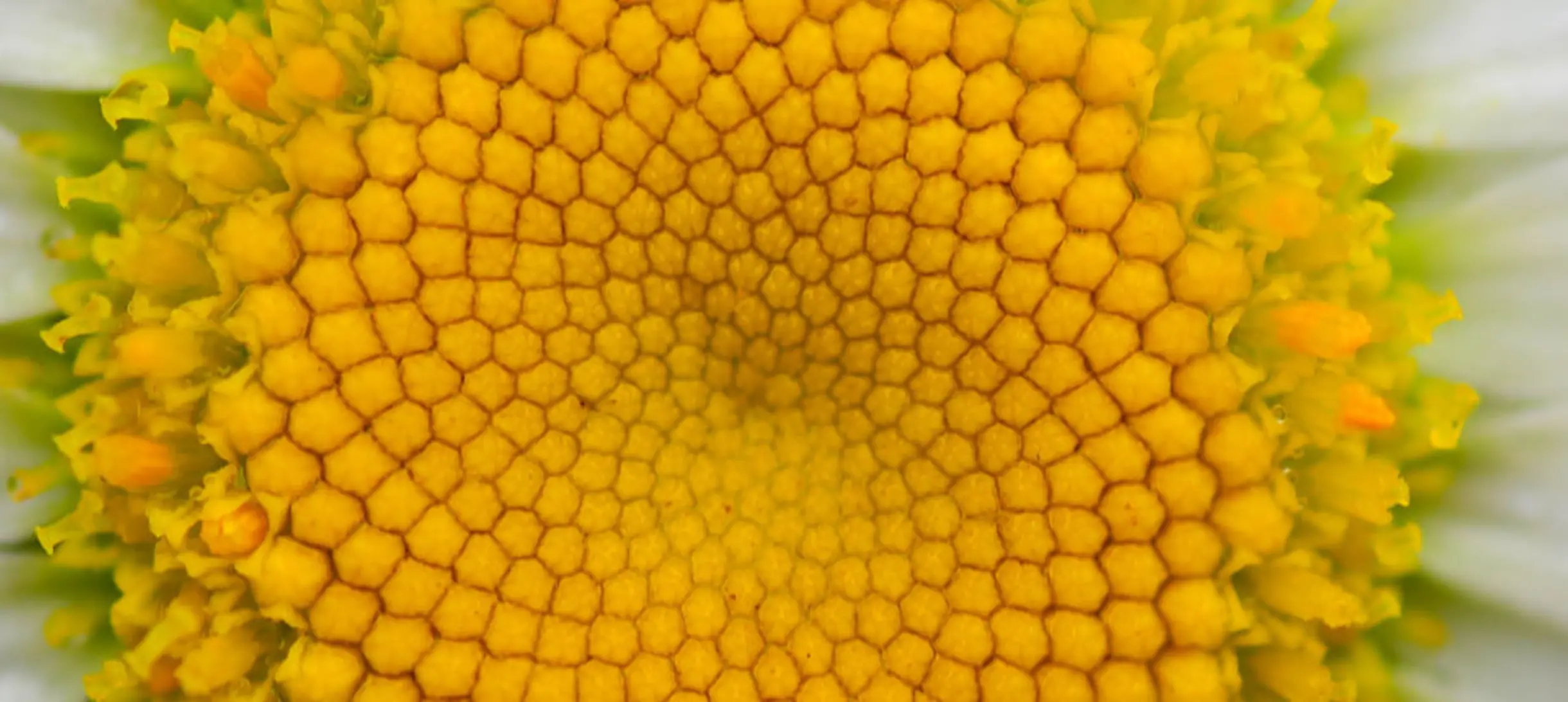 close-up of a daisy
