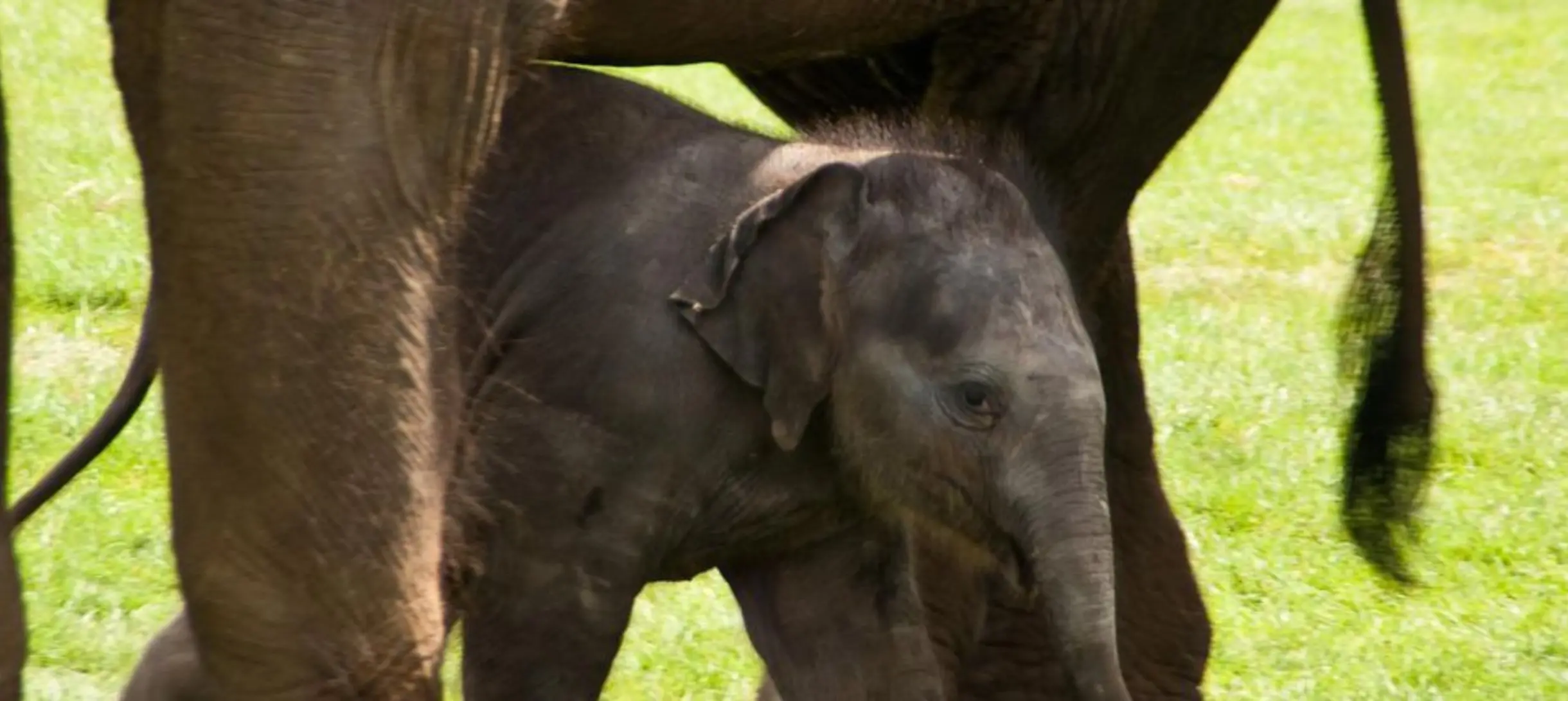 a baby elephant stands between the legs of a large elephant