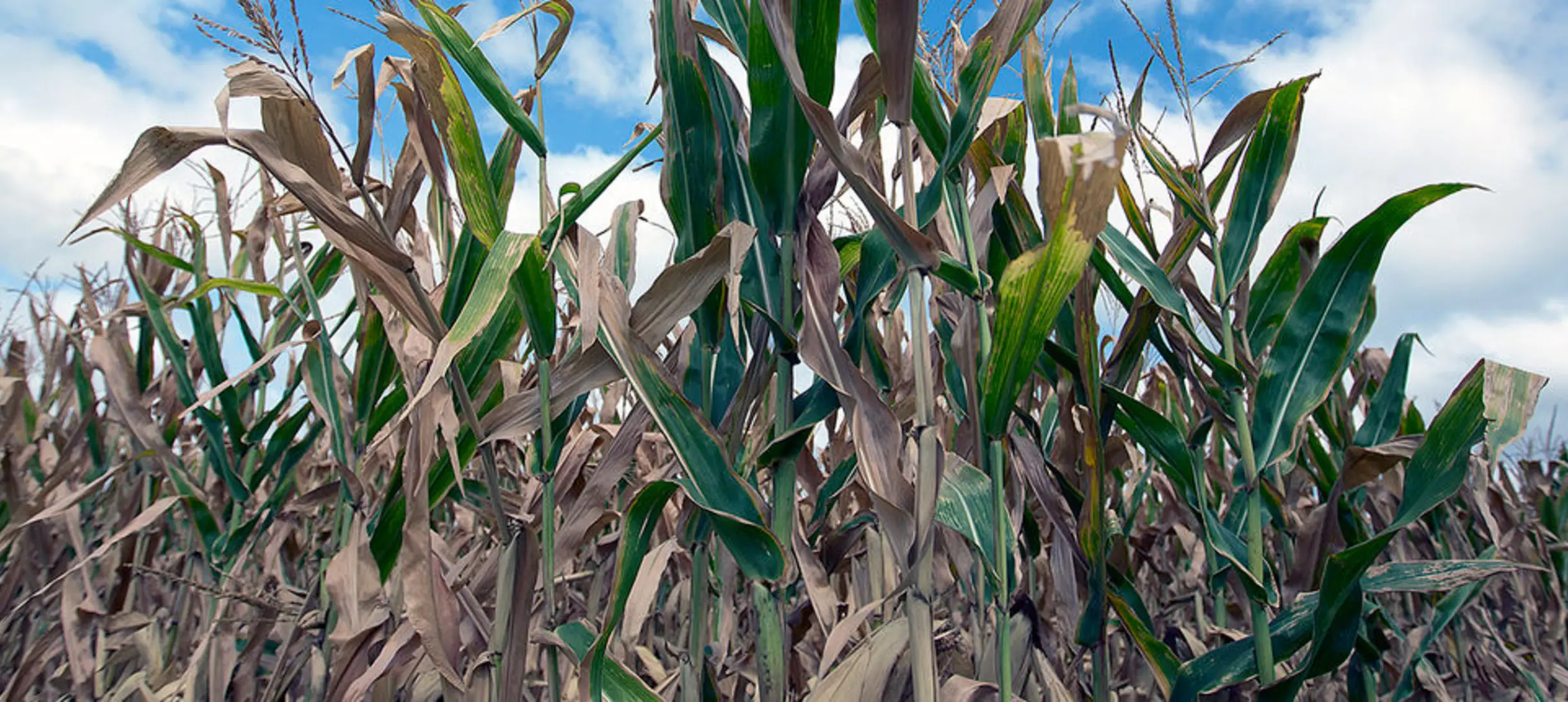 Drought-stricken crops at a farm in Missouri Valley, Iowa. Credit: USDAgov on Flickr