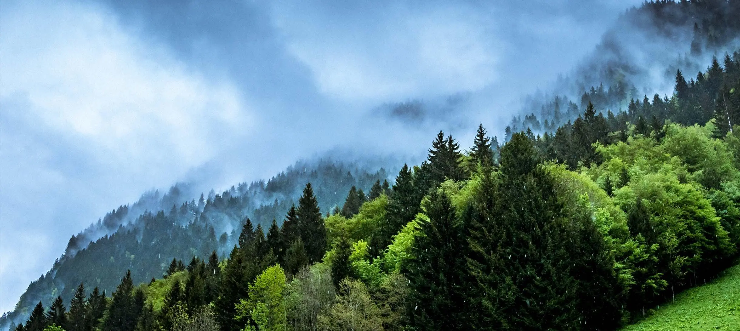 Trees in different shades of green appear on a hillside against a cloudy dark sky