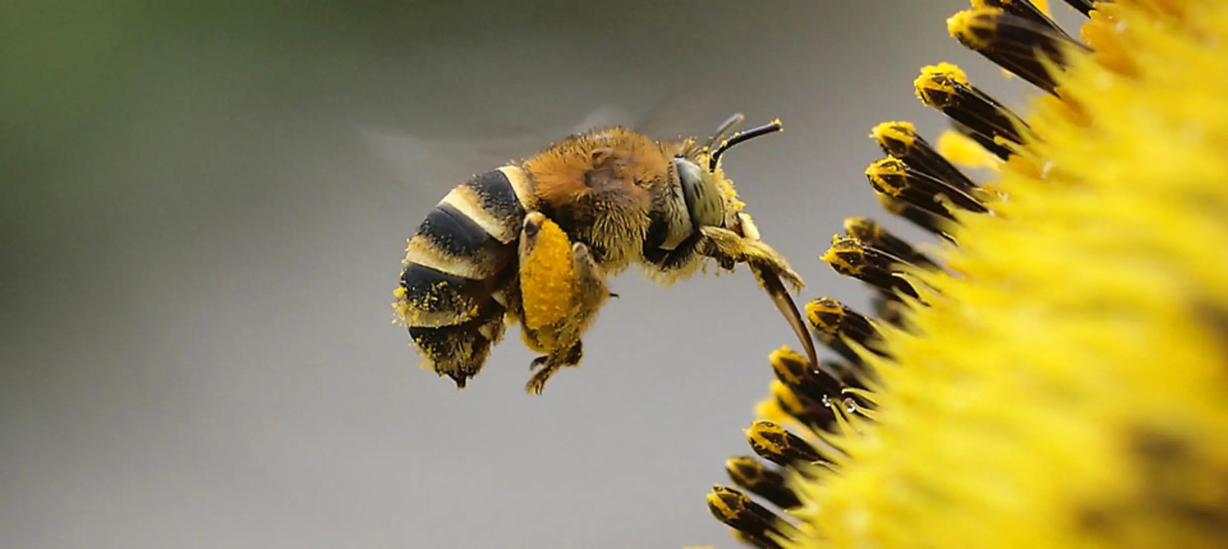 2013 winning image of a bee feeding at a flower, now on display at the Ri