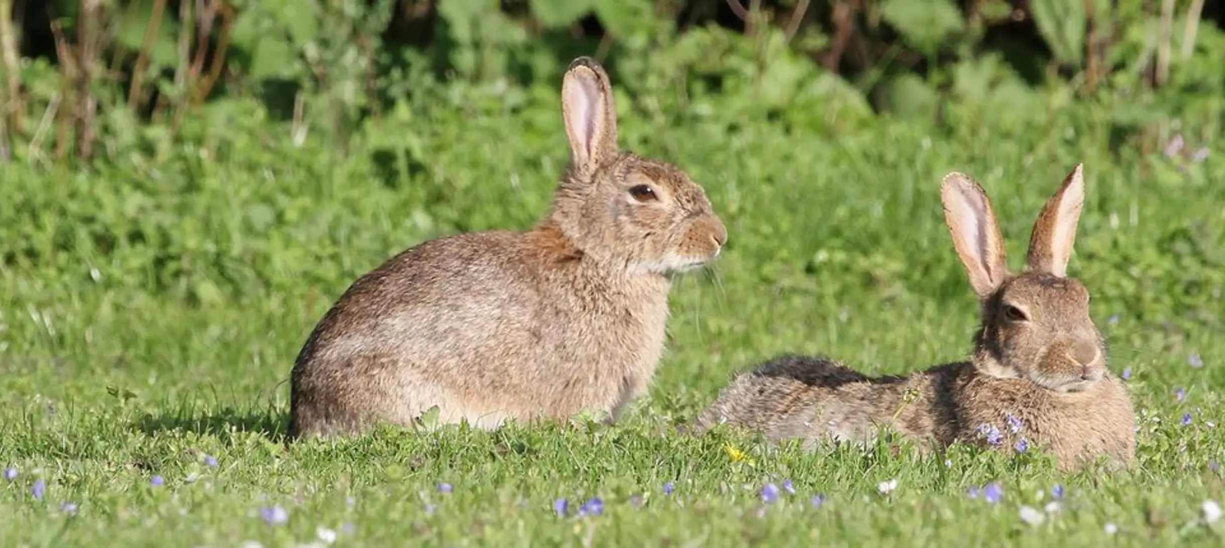 two rabbits sitting on a field of grass