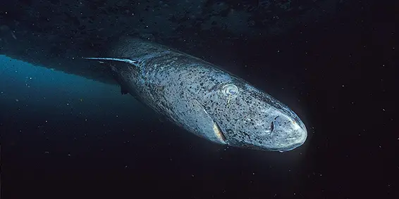 A greenland shark - long with speckled skin