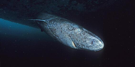 A greenland shark - long with speckled skin