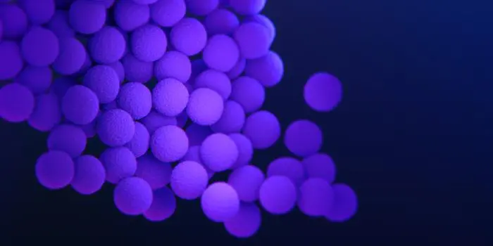 Illustration of Staphylococcus aureus bacteria.