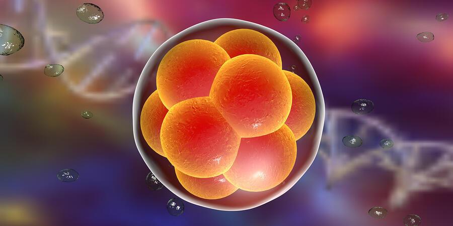 Human embryo on the stage of 16 cells on background with DNA