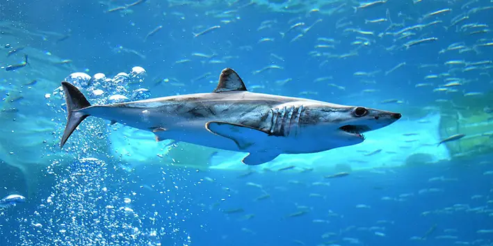 A shortfin mako shark swimming in an aquarium, it's relatively small with a pointy nose
